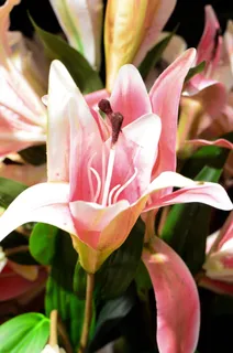 白色纯洁百合摄影素材 白色纯洁百合摄影素材