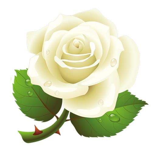 白玫瑰PNG图片,花白玫瑰PNG图片免抠(500x492)