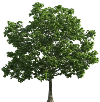 树木树枝树叶免扣素材