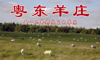 绿色田间羊庄羊场海报