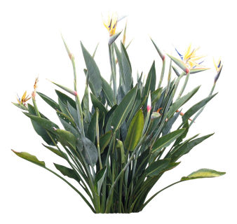 高清树木素材 免抠PSD植物素材 美术绘画园林贴图 树草灌木花草