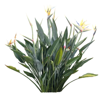高清树木素材 免抠PSD植物素材 美术绘画园林贴图 树草灌木花草 高清树木素材 免抠PSD植物素材 美术绘画园林贴图 树草灌木花草