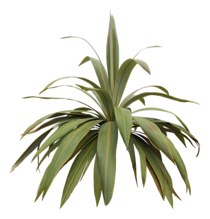 高清树木素材 免抠PSD植物素材 美术绘画园林贴图 树草灌木花草