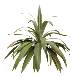 高清树木素材 免抠PSD植物素材 美术绘画园林贴图 树草灌木花草