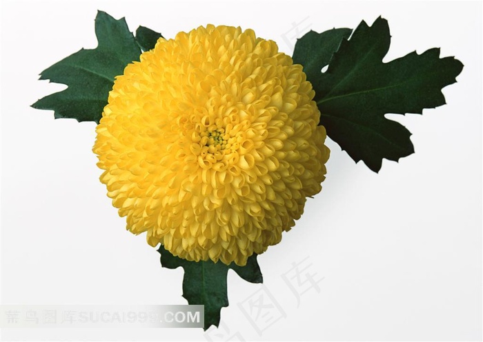 带叶子的万寿菊花