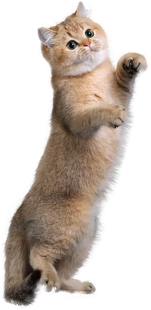 免扣素材实物猫咪摄影 免扣素材实物猫咪摄影