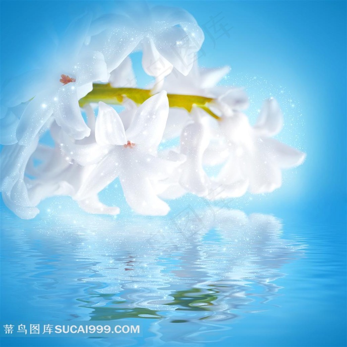蓝色背景百合花图片