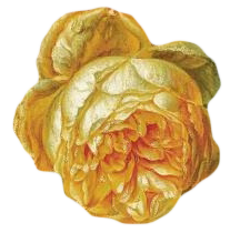 复古油画质感宫廷花卉植物花朵鲜花拼贴图案PNG免抠图片设计素材