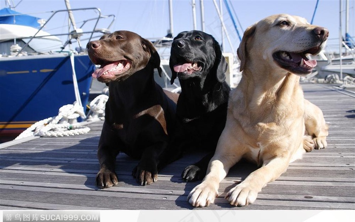 在港口边晒太阳的拉布拉多们