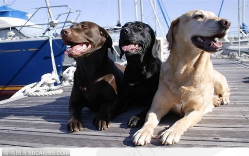 在港口边晒太阳的拉布拉多们