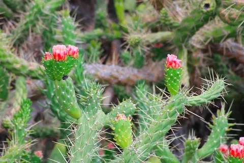 绿色仙人掌开花图片 绿色仙人掌开花图片