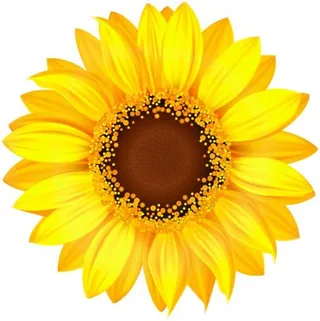 向日葵免抠
