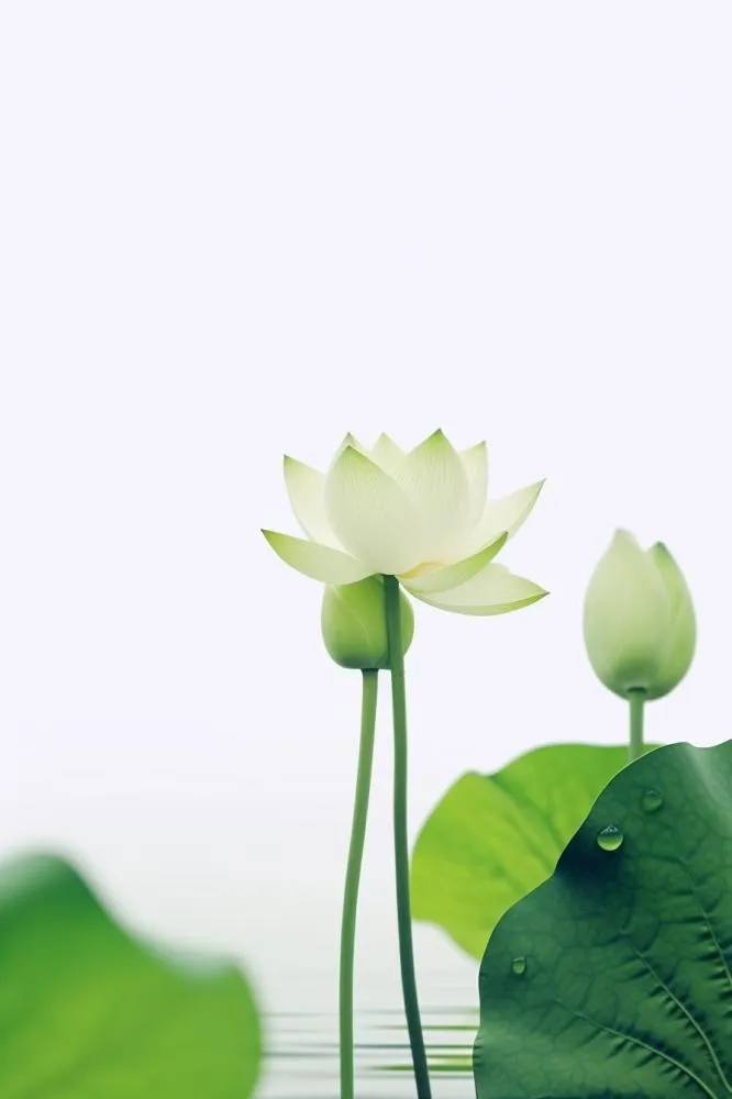 简约摄影清新荷花白绿色背景(896x1344)
