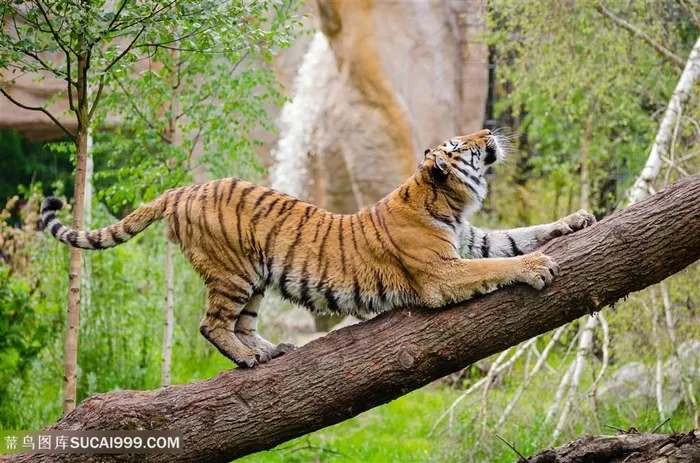 伸懒腰的老虎图片