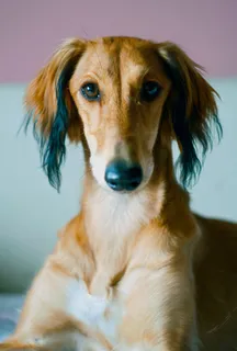 可爱小狗狗狗摄影素材 可爱小狗狗狗摄影素材