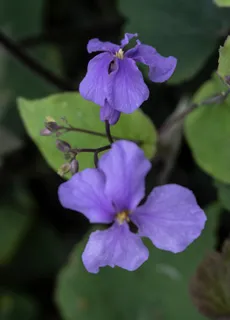 二月兰 / 诸葛菜