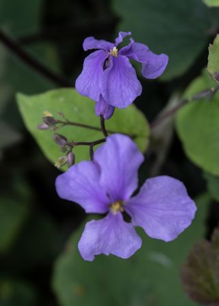 二月兰 / 诸葛菜