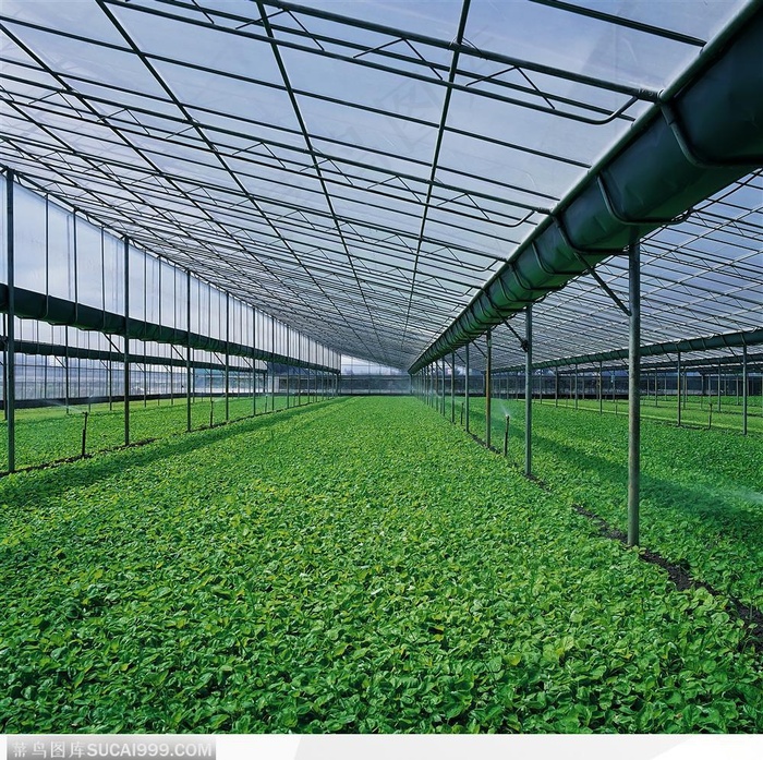 现代农业-大盆温室种植的蔬菜