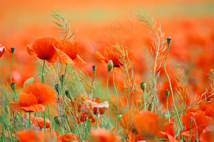 大红色的美丽花朵