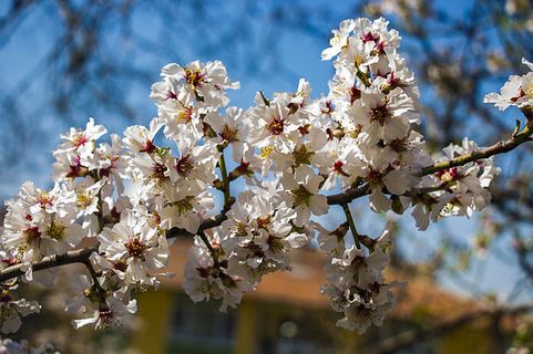 花朵 花束 植物 素材 (72)