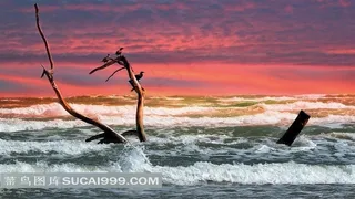 停落在海中树枝上的鸟