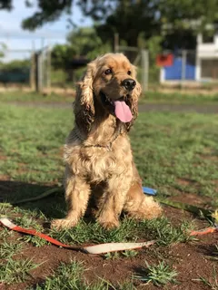 金毛犬宠物图片 金毛犬宠物图片