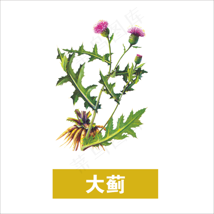 手绘草本中药药材大蓟