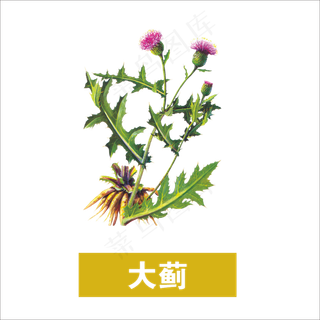手绘草本中药药材大蓟