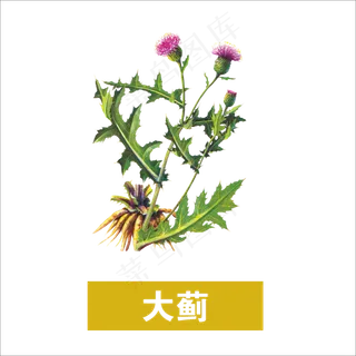 手绘草本中药药材大蓟