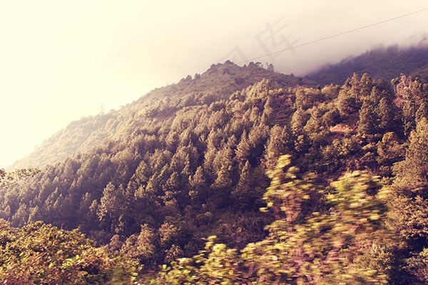 宏伟的高山树林