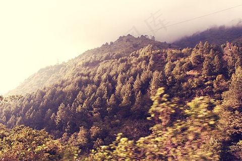 宏伟的高山树林