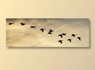 排行的大雁图片