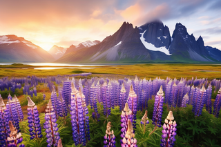 雪山下草丛盛开的紫色的小花摄影图 