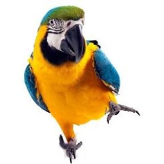 鹦鹉PNG图像，免费下载免抠