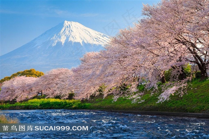 日本富士山樱花风景图片