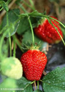 草莓菜地新鲜草莓种植基地图片