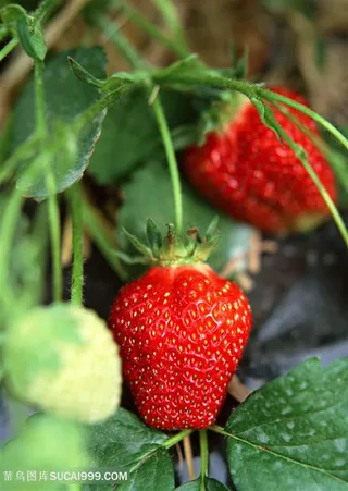 草莓菜地新鲜草莓种植基地图片