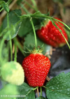草莓菜地新鲜草莓种植基地图片 草莓菜地新鲜草莓种植基地图片