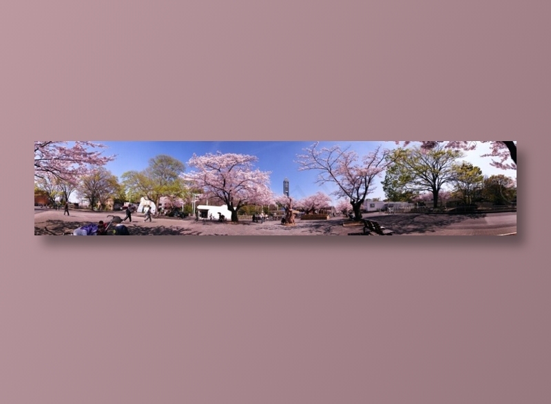 日本樱花全景图