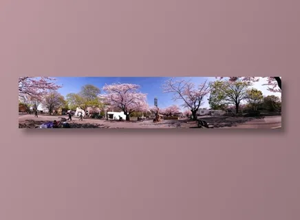 日本樱花全景图