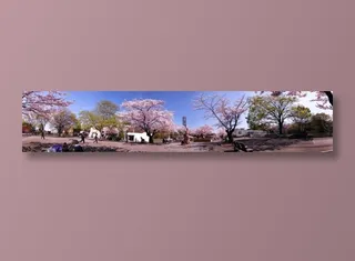 日本樱花全景图