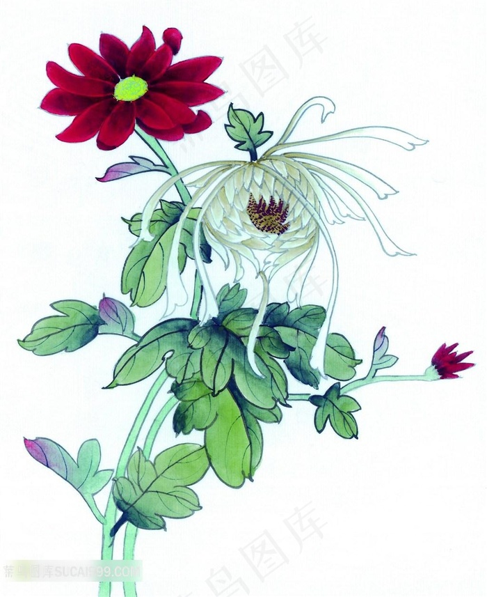 中国工笔画菊花