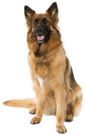 德国牧羊犬 PNG免抠(285x456)