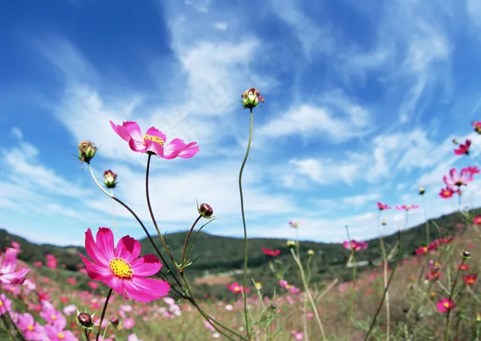 花草特写 2086