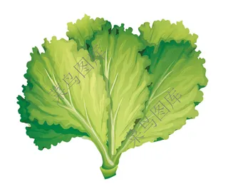 青菜矢量图