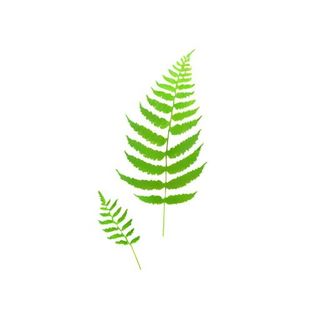 蕨类叶子绿叶免抠