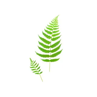 蕨类叶子绿叶免抠