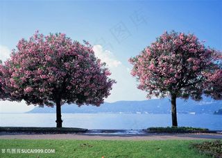 湖畔草地大树风景画