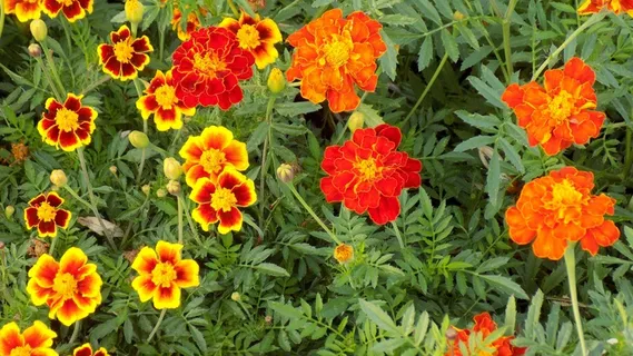 漂亮金盏花图片 漂亮金盏花图片