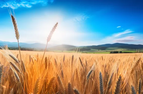 蓝天白云阳光明媚的金黄麦田